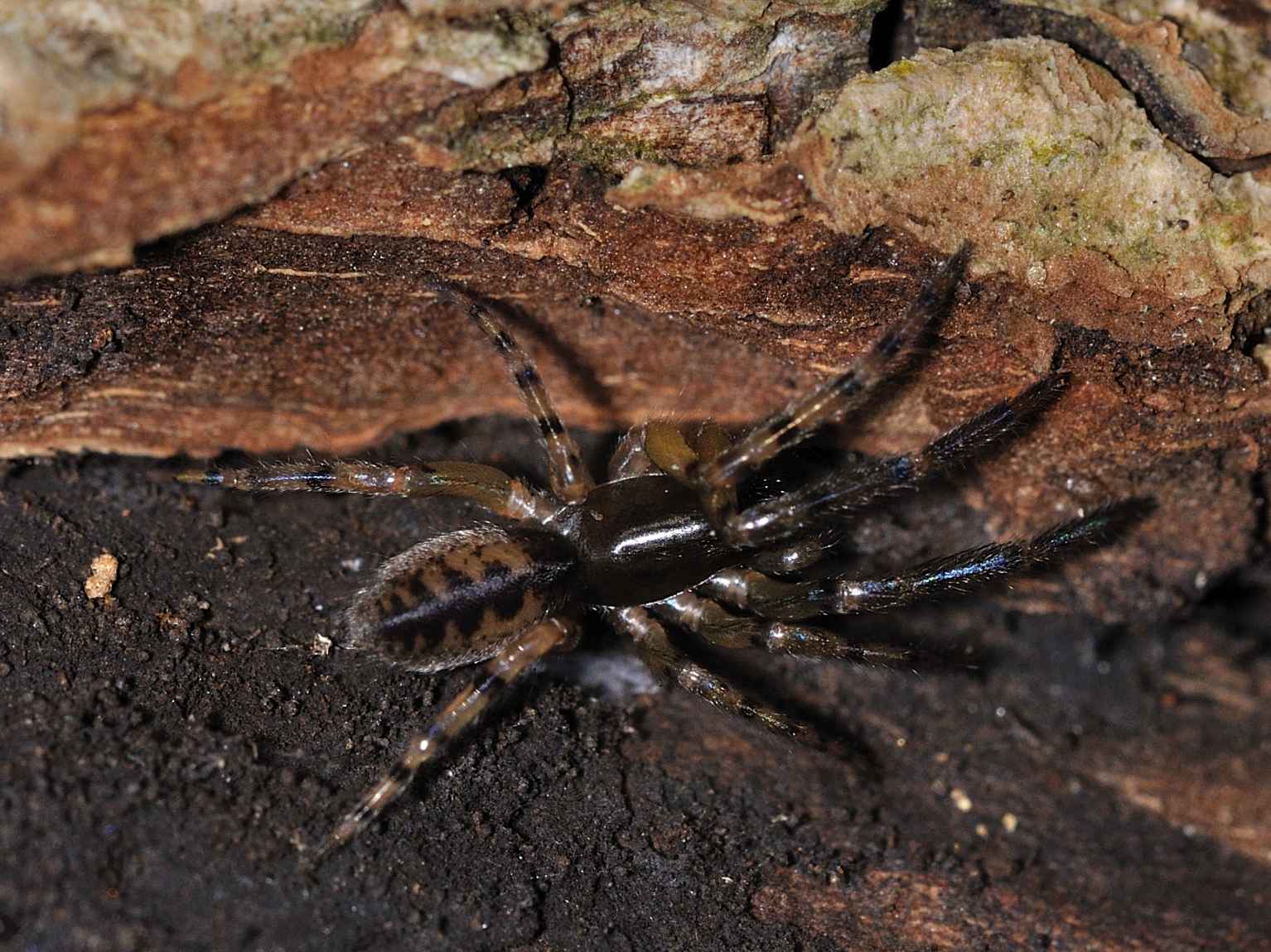 Segestria senoculata